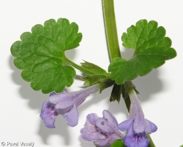 Glechoma hederacea aggr.