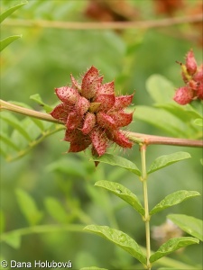 Glycyrrhiza echinata