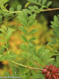 Glycyrrhiza echinata