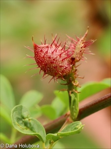 Glycyrrhiza echinata