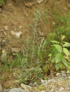 Gnaphalium caucasicum