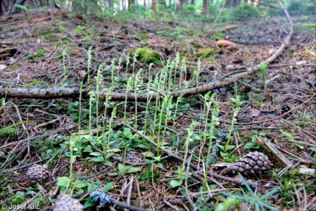 Goodyera repens