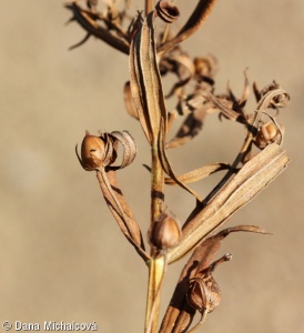 Gratiola officinalis – konitrud lékařský