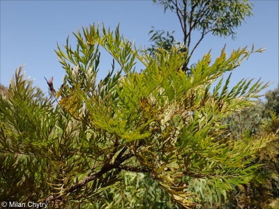 Grevillea robusta