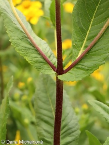 Guizotia abyssinica – mastňák habešský