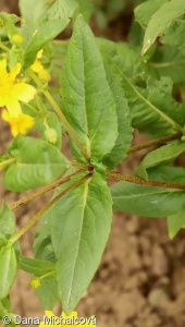Guizotia abyssinica – mastňák habešský
