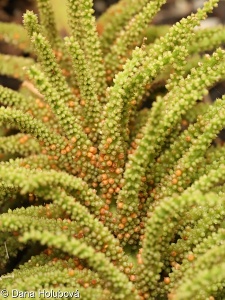 Gunnera manicata