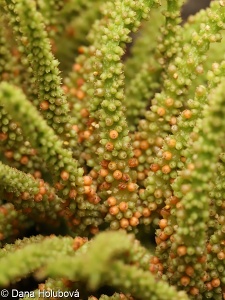 Gunnera manicata