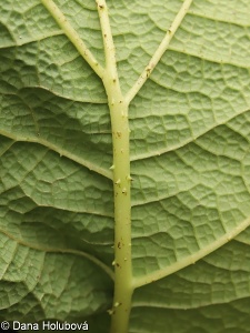 Gunnera manicata