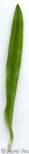 Gymnadenia conopsea – pětiprstka žežulník