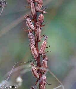 Gymnadenia conopsea – pětiprstka žežulník
