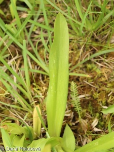 Gymnadenia densiflora