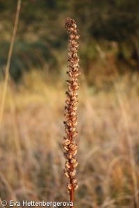 Gymnadenia densiflora – pětiprstka hustokvětá