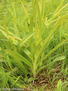 Gymnadenia conopsea agg. – okruh pětiprstky žežulníku