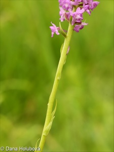 Gymnadenia conopsea agg. – okruh pětiprstky žežulníku