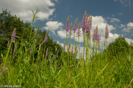 Gymnadenia densiflora &ndash; pětiprstka hustokvětá