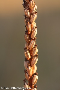 Gymnadenia densiflora – pětiprstka hustokvětá