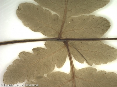 Gymnocarpium dryopteris – bukovník kapraďovitý