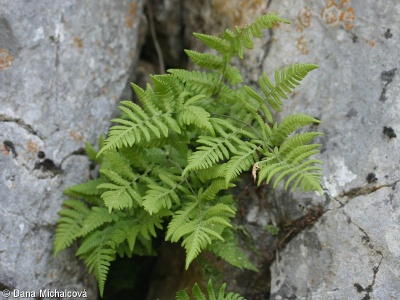 Gymnocarpium robertianum – bukovník vápencový