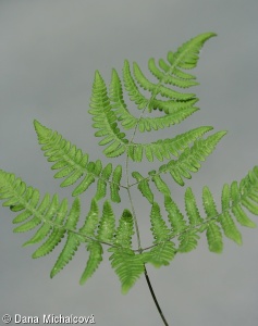 Gymnocarpium robertianum – bukovník vápencový