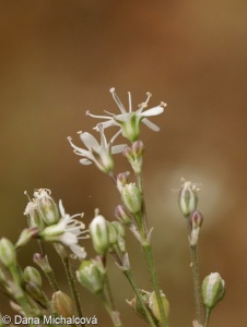 Gypsophila fastigiata – šater svazčitý