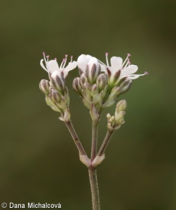 Gypsophila fastigiata subsp. arenaria – šater svazčitý písečný
