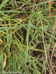Gypsophila fastigiata subsp. arenaria – šater svazčitý písečný