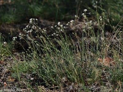 Gypsophila fastigiata subsp. fastigiata – šater svazčitý pravý