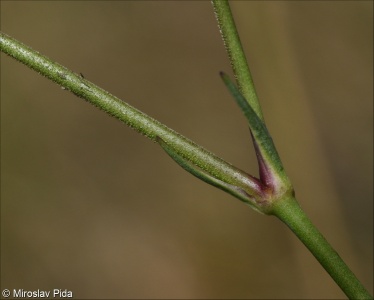 Gypsophila fastigiata subsp. fastigiata
