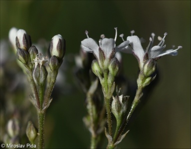 Gypsophila fastigiata subsp. fastigiata – šater svazčitý pravý