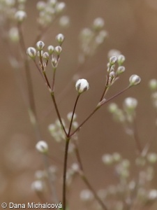 Gypsophila paniculata – šater latnatý