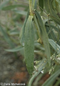Gypsophila scorzonerifolia