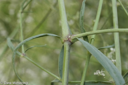 Gypsophila scorzonerifolia