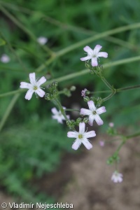 Gypsophila scorzonerifolia – šater dlouholistý