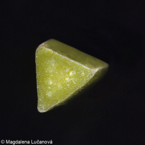 Hacquetia epipactis &ndash; hvězdnatec zubatý, hvězdnatec čemeřicový