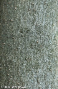Hamamelis japonica – vilín japonský