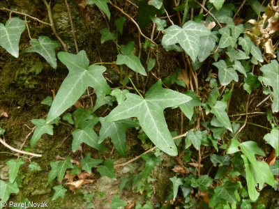 Hedera caucasigena