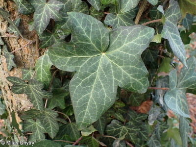 Hedera helix aggr.