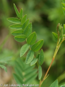Hedysarum hedysaroides – kopyšník tmavý