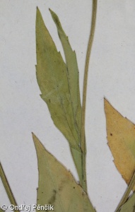 Helenium autumnale – záplevák podzimní