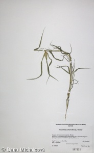Crypsis schoenoides – bahenka šášinovitá