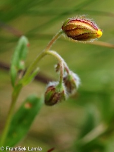 Helianthemum grandiflorum subsp. grandiflorum – devaterník velkokvětý pravý