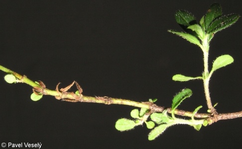 Helianthemum grandiflorum subsp. obscurum – devaterník velkokvětý tmavý