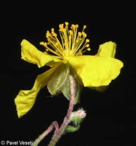 Helianthemum grandiflorum subsp. obscurum – devaterník velkokvětý tmavý