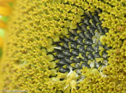 Helianthus annuus – slunečnice roční