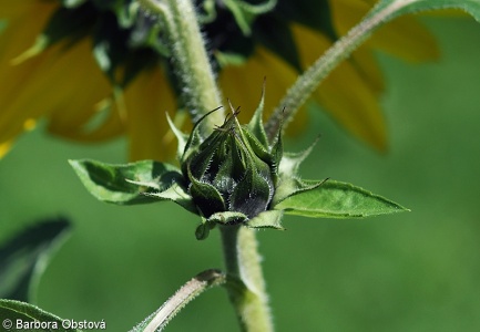 Helianthus annuus – slunečnice roční