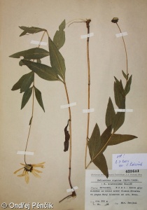 Helianthus pauciflorus