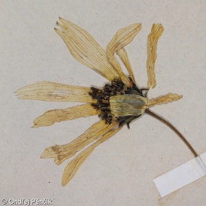 Helianthus pauciflorus – slunečnice tuhá