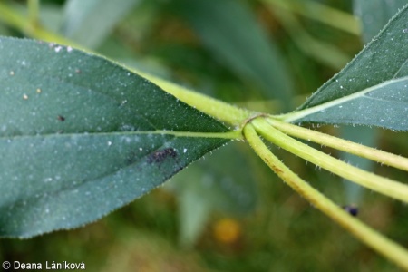 Helianthus pauciflorus – slunečnice tuhá