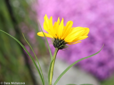 Helianthus salicifolius – slunečnice vrbolistá